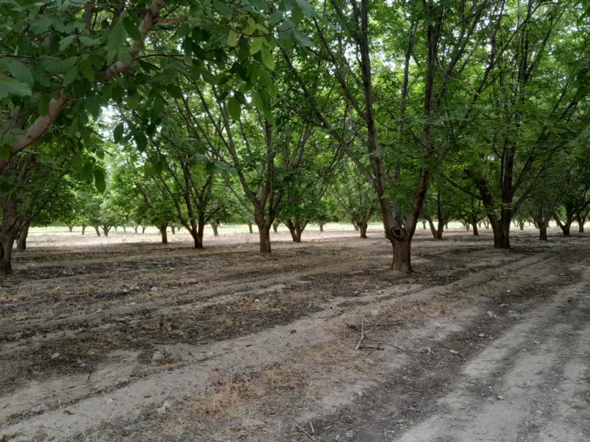 آگهی مزایده مشارکتی نگهداری از باغات و بهره برداری از محصول آن در سال 1405-1404