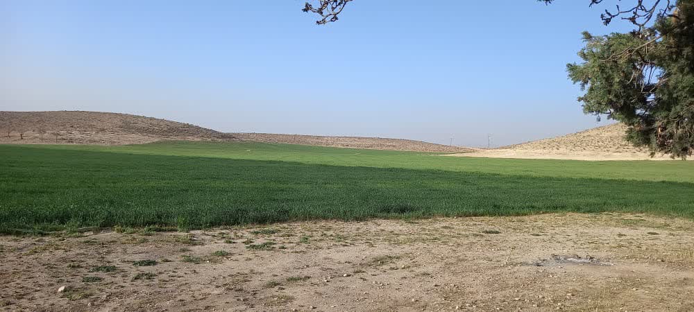 آگهی مزایده کشت مزارع آبی ، دیم و مراتع در سال زراعی 1405-1404